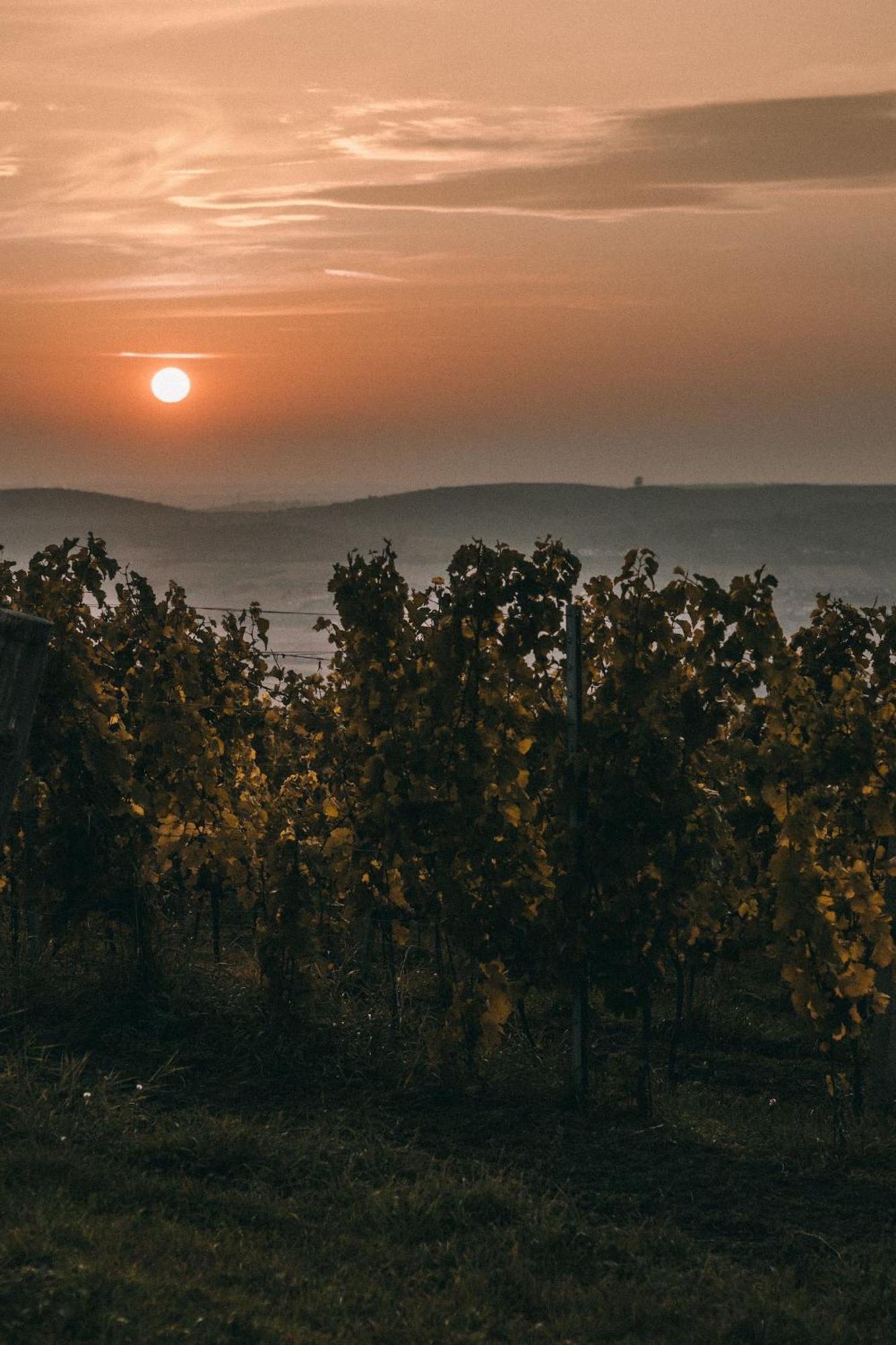 Marinada Vinicni Dum Bed & Breakfast Pavlov Dış mekan fotoğraf